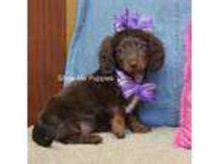 Dachshund Puppy for sale in West Plains, MO, USA