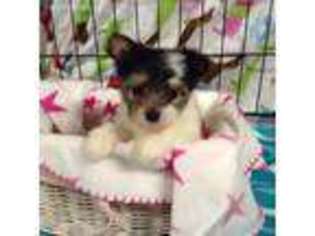 Biewer Terrier Puppy for sale in Magnolia, TX, USA