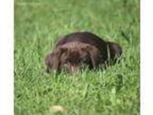 Labrador Retriever Puppy for sale in Grand Rapids, MI, USA