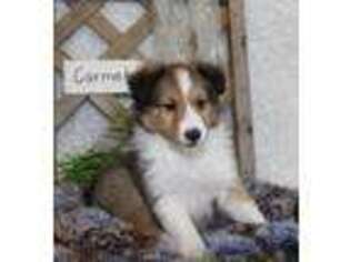 Shetland Sheepdog Puppy for sale in Stanley, WI, USA