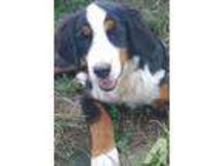Bernese Mountain Dog Puppy for sale in TULSA, OK, USA