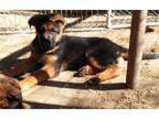 German Shepherd Dog Puppy for sale in Fort Morgan, CO, USA