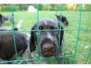 German Wirehaired Pointer Puppy for sale in Marshall, VA, USA