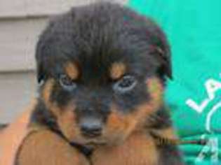 Rottweiler Puppy for sale in OTTAWA, IL, USA