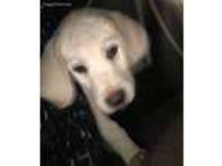 Labrador Retriever Puppy for sale in Laveen, AZ, USA