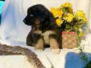 Australian Shepherd Puppy for sale in Columbia, MD, USA