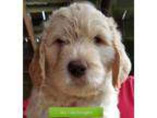 Goldendoodle Puppy for sale in Westminster, MD, USA