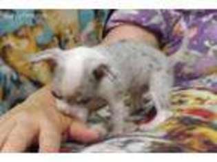 Chihuahua Puppy for sale in San Antonio, TX, USA
