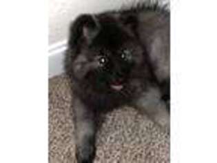 Keeshond Puppy for sale in Slidell, LA, USA