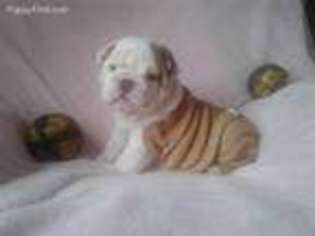 Bulldog Puppy for sale in Douglas, GA, USA