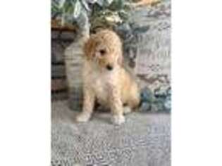 Mutt Puppy for sale in Antimony, UT, USA