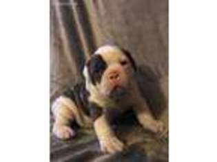 Olde English Bulldogge Puppy for sale in Destrehan, LA, USA
