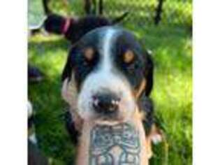 Greater Swiss Mountain Dog Puppy for sale in Woodland, WA, USA