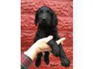 Goldendoodle Puppy for sale in Corry, PA, USA