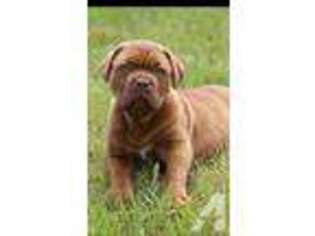 Mutt Puppy for sale in BOWEN, KY, USA