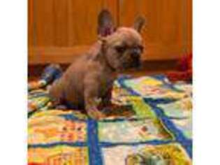 French Bulldog Puppy for sale in Liberty Hill, TX, USA