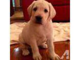 Labrador Retriever Puppy for sale in HOUSTON, TX, USA