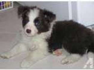 Border Collie Puppy for sale in MANCELONA, MI, USA
