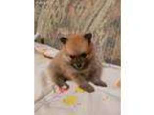 Pomeranian Puppy for sale in Montgomery City, MO, USA