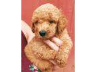 Goldendoodle Puppy for sale in Cypress Inn, TN, USA