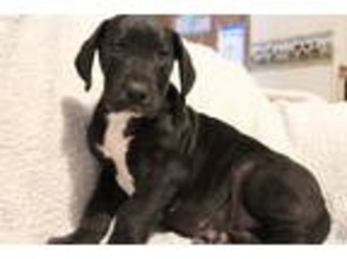 Great Dane Puppy for sale in Lewisburg, WV, USA