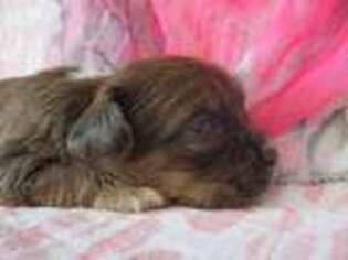 Shorkie Tzu Puppy for sale in Hope, IN, USA