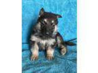 German Shepherd Dog Puppy for sale in Rosharon, TX, USA