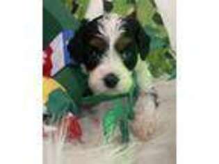 Cavapoo Puppy for sale in Palm Coast, FL, USA