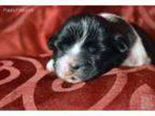 Mutt Puppy for sale in Pawtucket, RI, USA