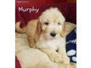 Goldendoodle Puppy for sale in Granger, WA, USA