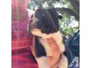 Mutt Puppy for sale in DOVER, FL, USA