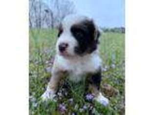 Miniature Australian Shepherd Puppy for sale in Medon, TN, USA
