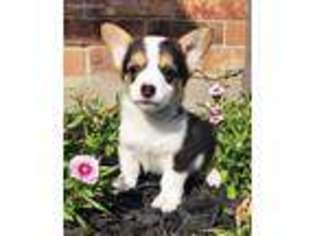 Pembroke Welsh Corgi Puppy for sale in New Waverly, TX, USA
