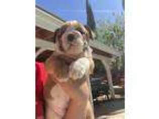 Bulldog Puppy for sale in Palmdale, CA, USA