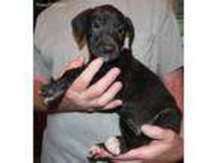 Great Dane Puppy for sale in Upper Sandusky, OH, USA