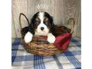 Cavalier King Charles Spaniel Puppy for sale in Howe, IN, USA