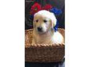 Mutt Puppy for sale in New Hartford, NY, USA