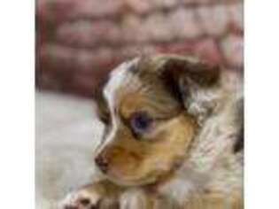 Australian Shepherd Puppy for sale in Dexter, MO, USA