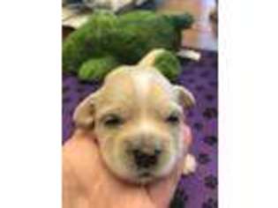 Havanese Puppy for sale in Falkville, AL, USA