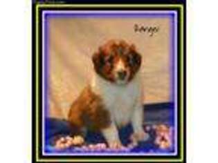Shetland Sheepdog Puppy for sale in Ainsworth, NE, USA