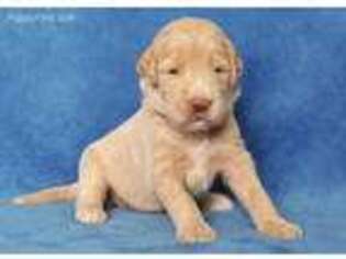 Goldendoodle Puppy for sale in Evington, VA, USA