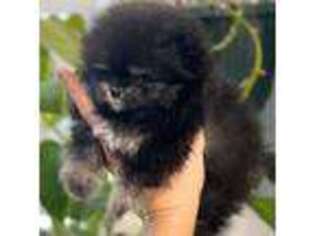 Pomeranian Puppy for sale in Smithville, TX, USA