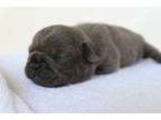 French Bulldog Puppy for sale in Sterling Heights, MI, USA