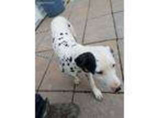 Dalmatian Puppy for sale in Saint Joseph, MO, USA