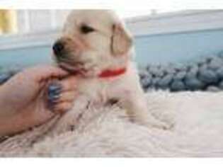 Golden Retriever Puppy for sale in Bloomingdale, OH, USA