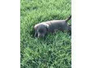 Labrador Retriever Puppy for sale in Fort Cobb, OK, USA