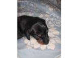 Dachshund Puppy for sale in Smithfield, VA, USA