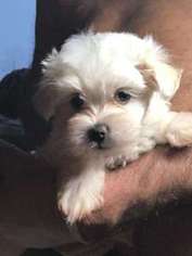 Maltese Puppy for sale in Cobleskill, NY, USA
