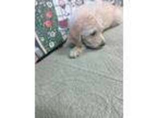 Labradoodle Puppy for sale in Pittsburg, TX, USA