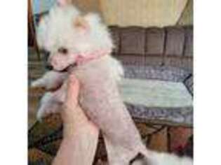 Chinese Crested Puppy for sale in Greentown, IN, USA